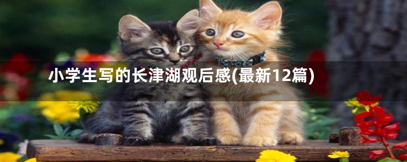 小学生写的长津湖观后感(最新12篇)