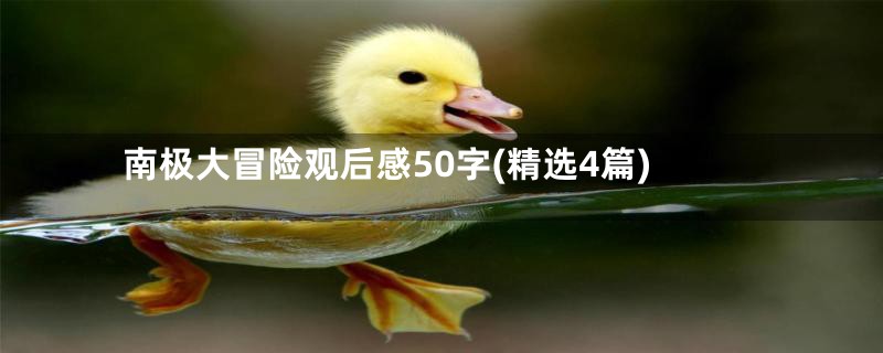 南极大冒险观后感50字(精选4篇)